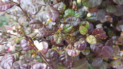 Austropuccinia psidii image