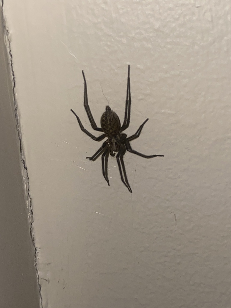 Giant House Spider from S 194th St, Kent, WA, US on June 21, 2023 at 10 ...