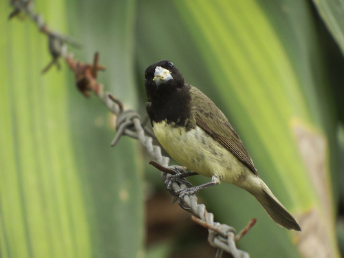Yellow-bellied Seedeater