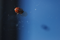Mulsantina hudsonica