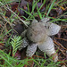Hygroscopic Earthstar - Photo (c) Davide Puddu, some rights reserved (CC BY-NC), uploaded by Davide Puddu