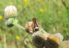 Pseudomops neglectus