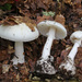 Fool's Mushroom - Photo (c) Davide Puddu, some rights reserved (CC BY), uploaded by Davide Puddu