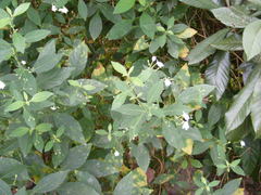 Rhinacanthus nasutus