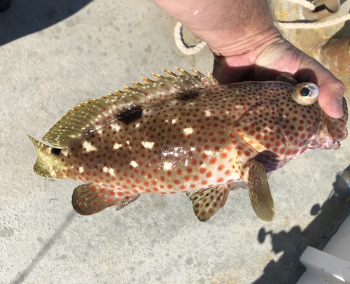 Butterfish (Epinephelus adscensionis) — Serranidae — 5