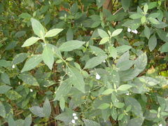 Rhinacanthus nasutus