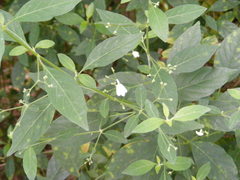 Rhinacanthus nasutus