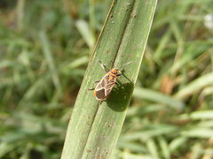 Graptostethus servus