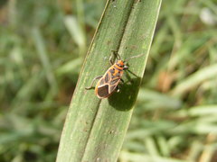 Graptostethus servus