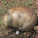 Calvatia pachyderma - Photo (c) Davide Puddu, some rights reserved (CC BY-NC), uploaded by Davide Puddu