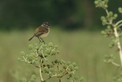 Polystictus pectoralis