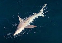 Carcharhinus plumbeus