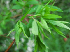 Spiraea thunbergii