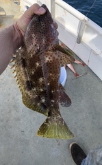 Epinephelus adscensionis