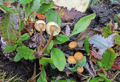 Rhizomarasmius epidryas
