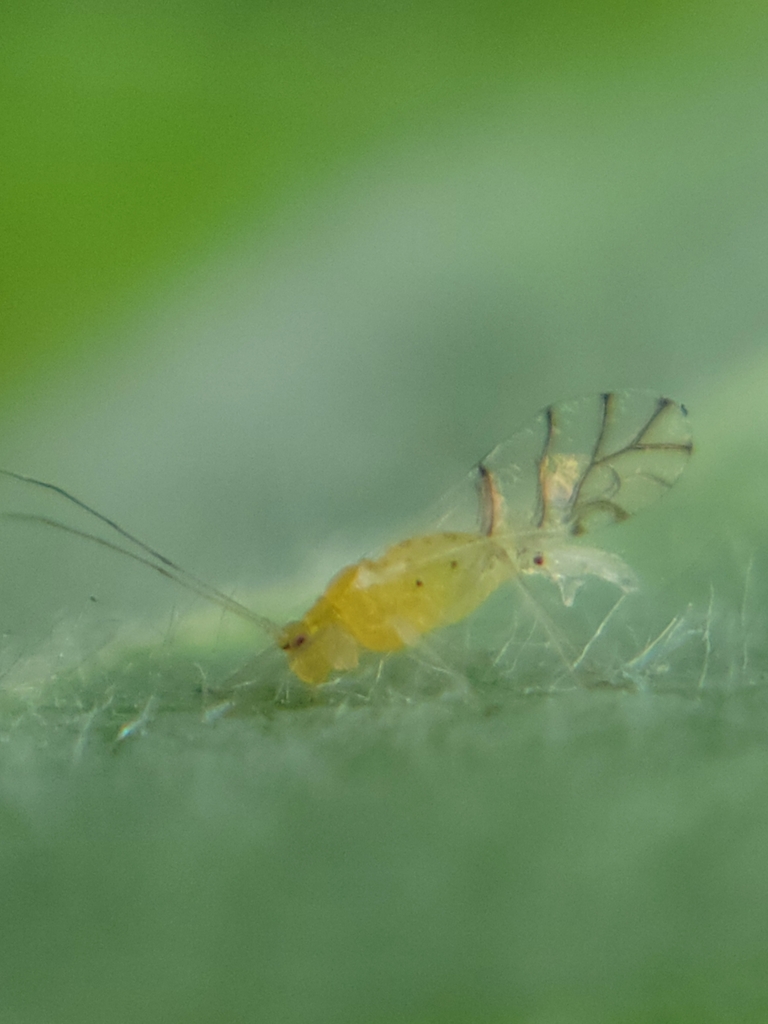 Therioaphis tenera
