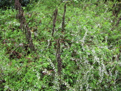 Spiraea thunbergii