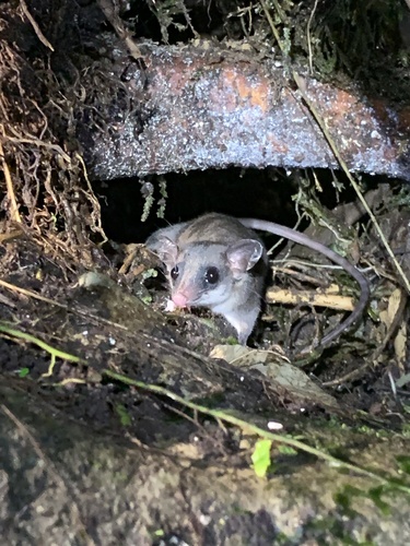 Waterhouse's Mouse Opossum (Marmosa waterhousei) — Data Deficient Mammalia