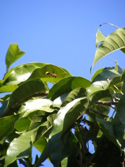 Delta pyriforme pyriforme