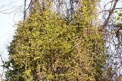 Muehlenbeckia australis × complexa