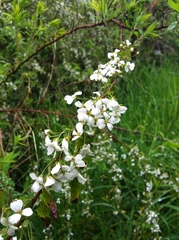 Spiraea thunbergii