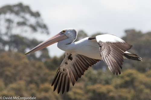 Australian Pelican, photo 6 of 10