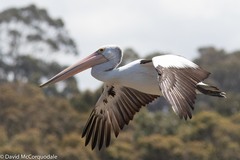 Australian Pelican photo 2