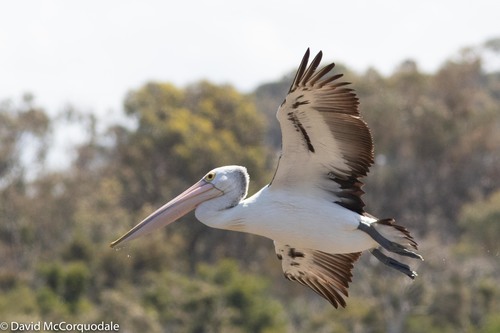 Australian Pelican, photo 7 of 10