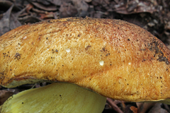 Butyriboletus appendiculatus