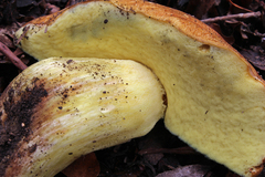 Butyriboletus appendiculatus