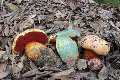 Imperator luteocupreus (Bertéa & Estadès) Assyov, Bellanger, Bertéa, Courtec., Koller, Loizides, G.Marques, J.A.Muñoz, Oppicelli, D.Puddu, F.Rich. & P.-A.Moreau