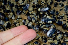 Xenostrobus neozelanicus