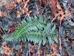 Polystichum imbricans curtum