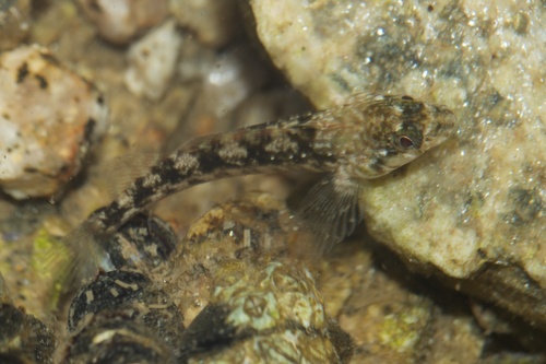 Forsterygion gymnotum
