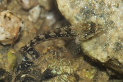 Robust Triplefin photo 5