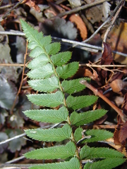 Polystichum imbricans curtum