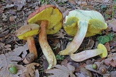 Boletus subtomentosus image