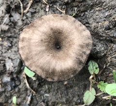 Entoloma edulis