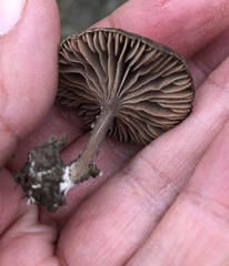 Entoloma edulis