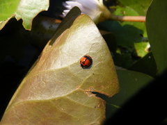 Coelophora biplagiata