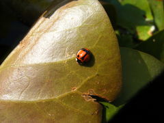 Coelophora biplagiata