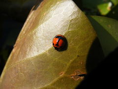 Coelophora biplagiata