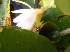 Coelophora biplagiata