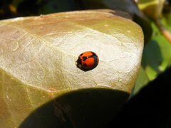 Coelophora biplagiata