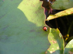 Coelophora biplagiata