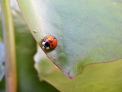 Coelophora biplagiata
