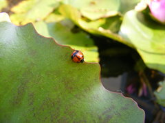 Coelophora biplagiata