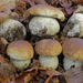 King Bolete - Photo (c) Davide Puddu, some rights reserved (CC BY-NC), uploaded by Davide Puddu