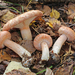 Woolly Milkcap - Photo (c) Davide Puddu, some rights reserved (CC BY-NC)