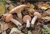 Woolly Milkcap - Photo (c) Davide Puddu, some rights reserved (CC BY), uploaded by Davide Puddu